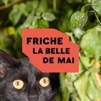 Friche la belle de mai Avatar